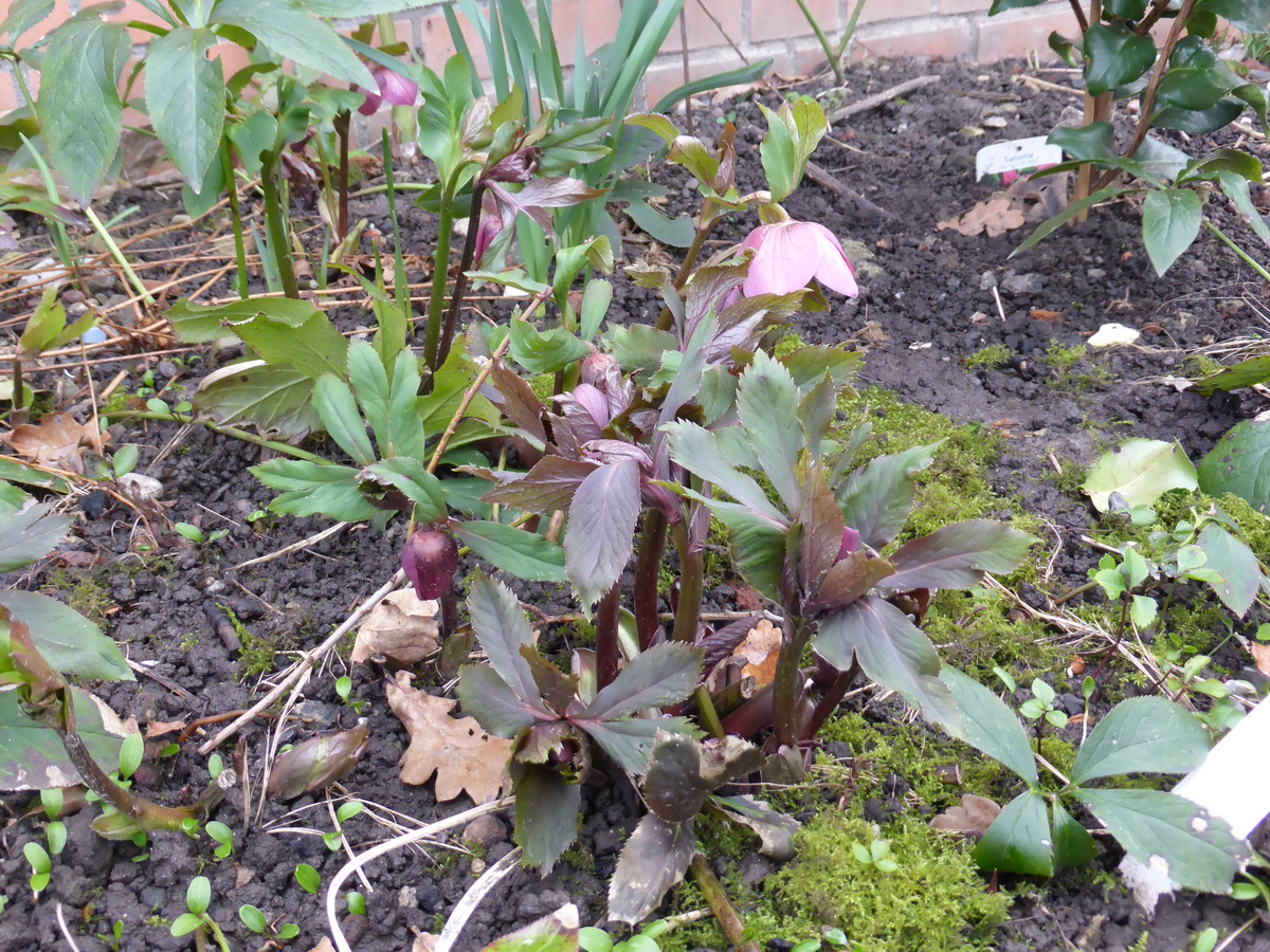 hellebore