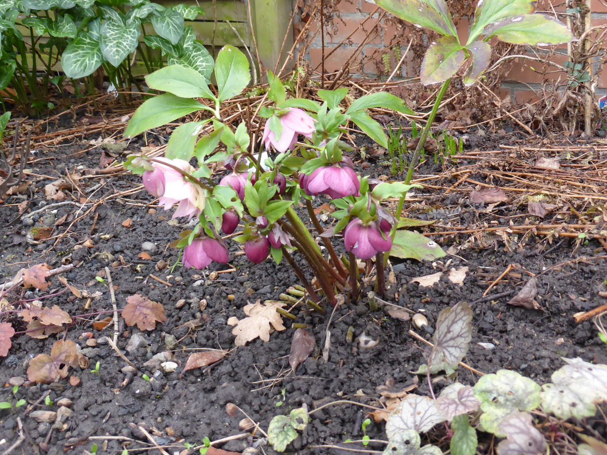 hellebore