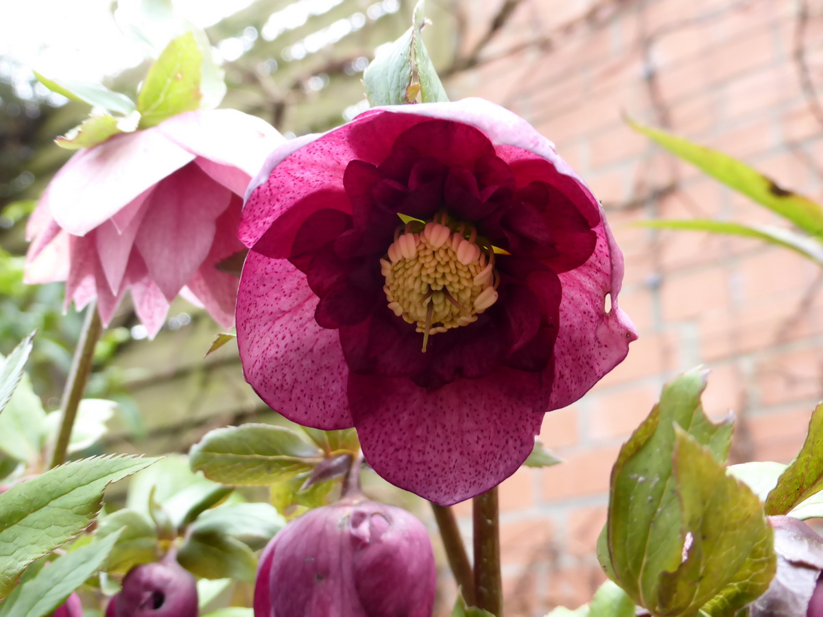 hellebore