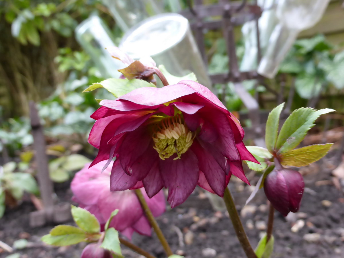 hellebore