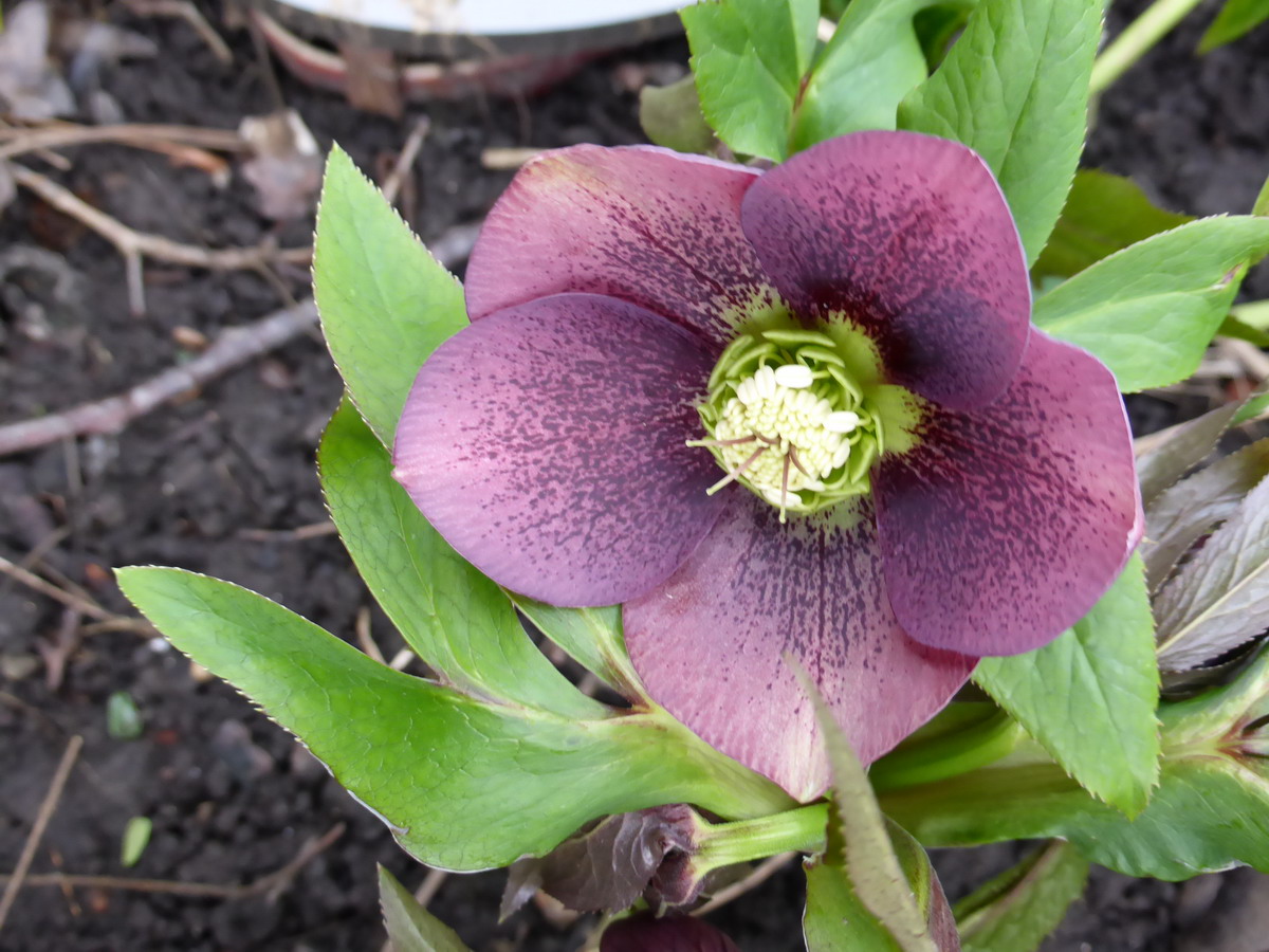 hellebore