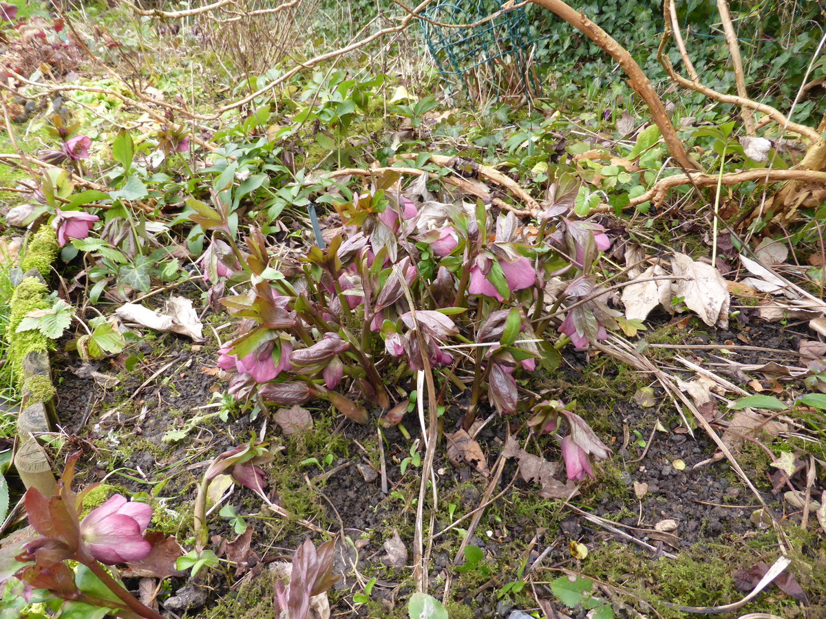 hellebore