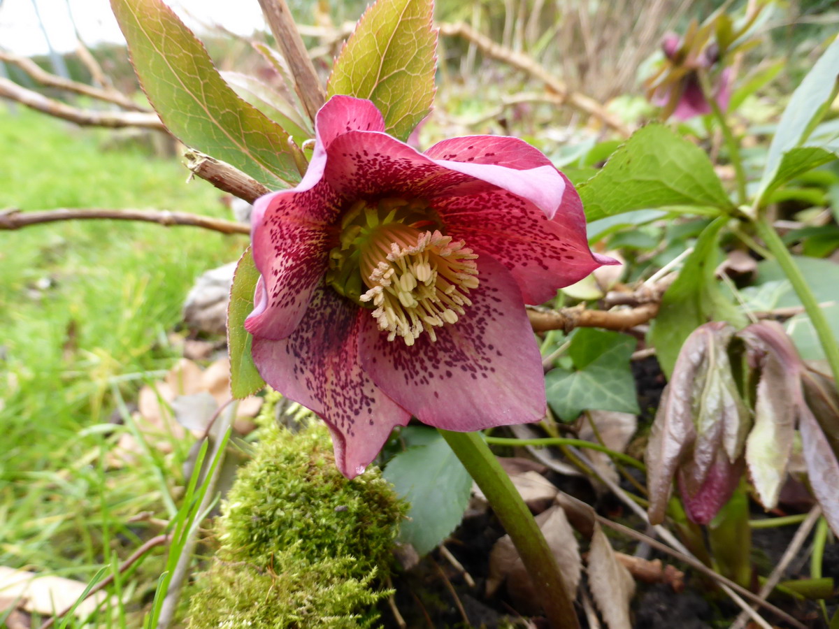 hellebore