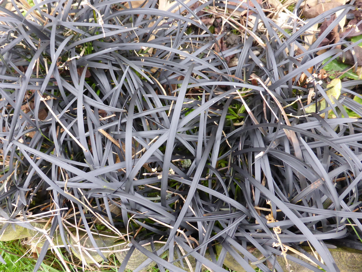 ophiopogon