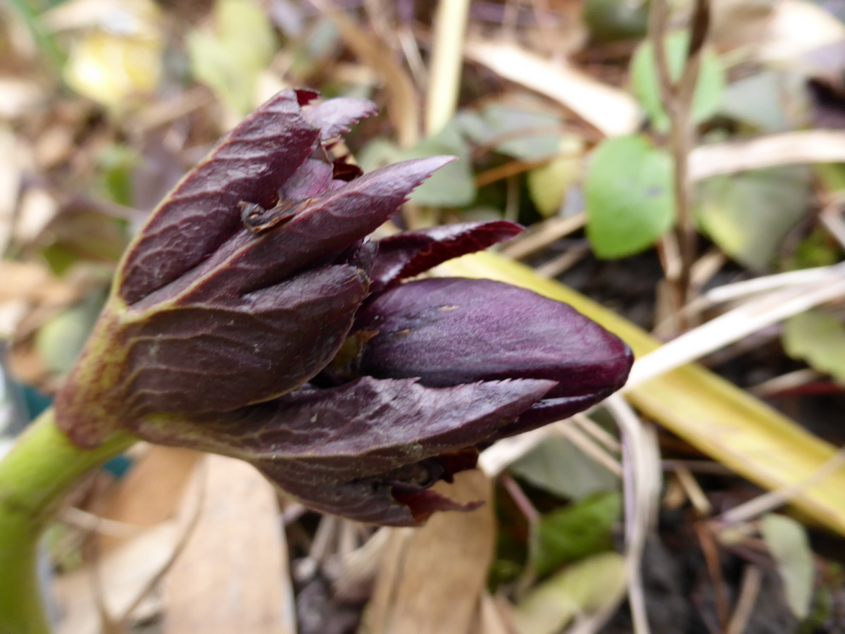 Hellebore