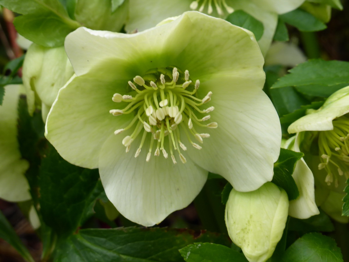 Hellebore