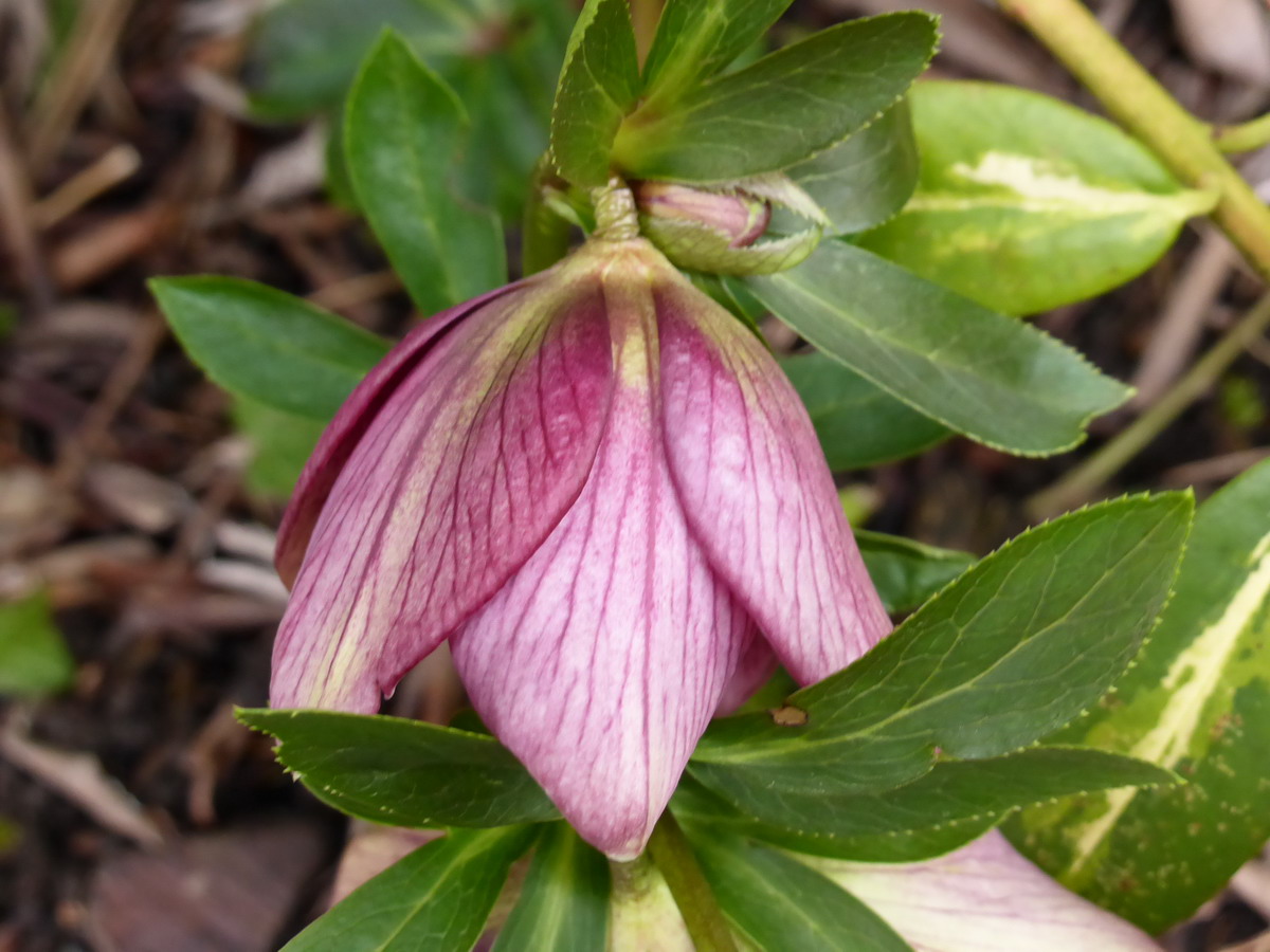 Hellebore