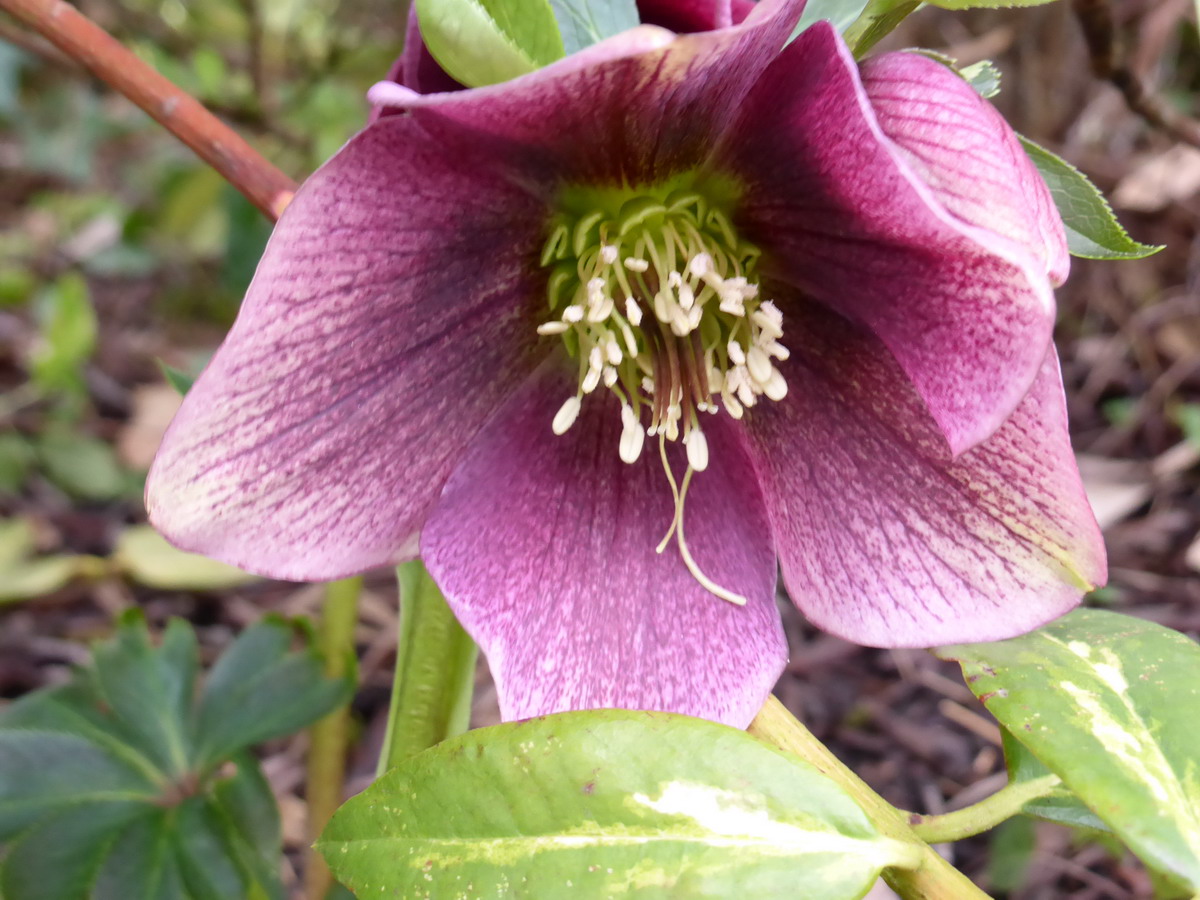 Hellebore