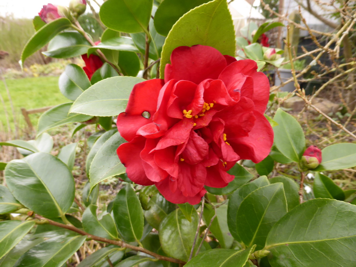 camelia