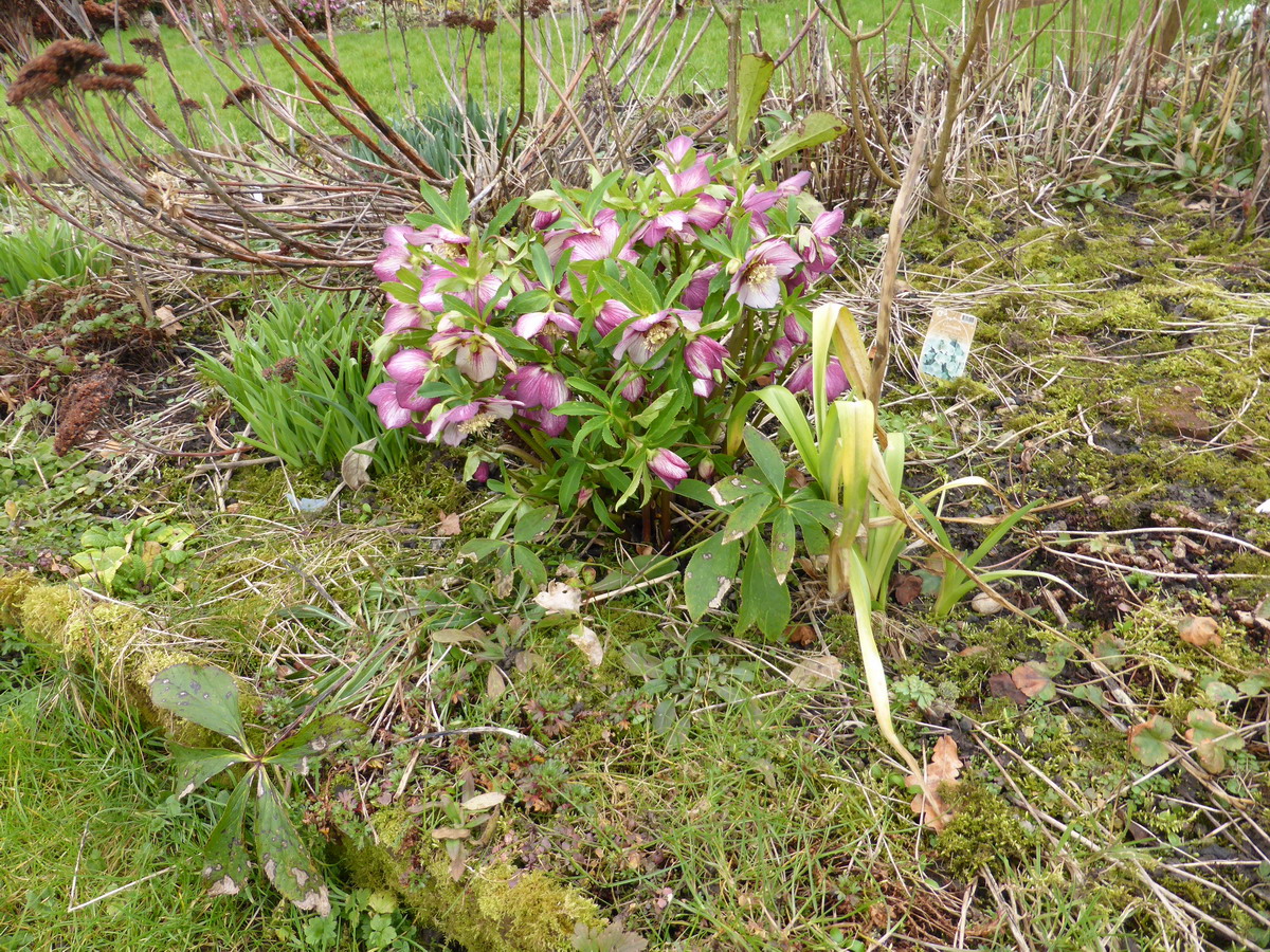 Hellebore