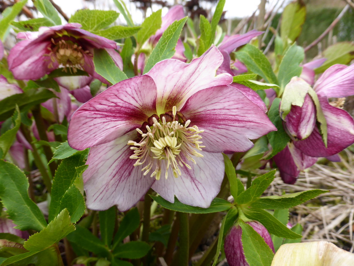 Hellebore