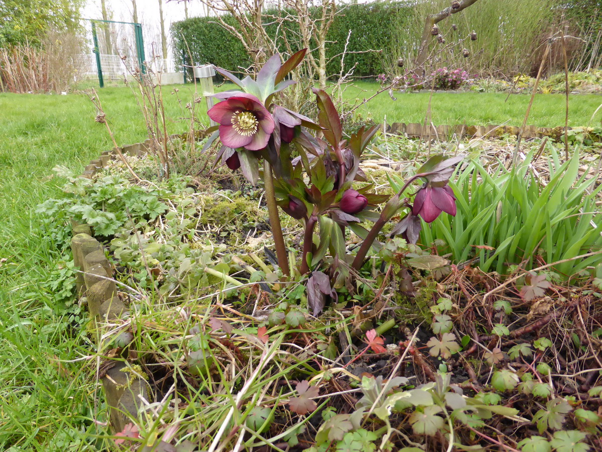 Hellebore