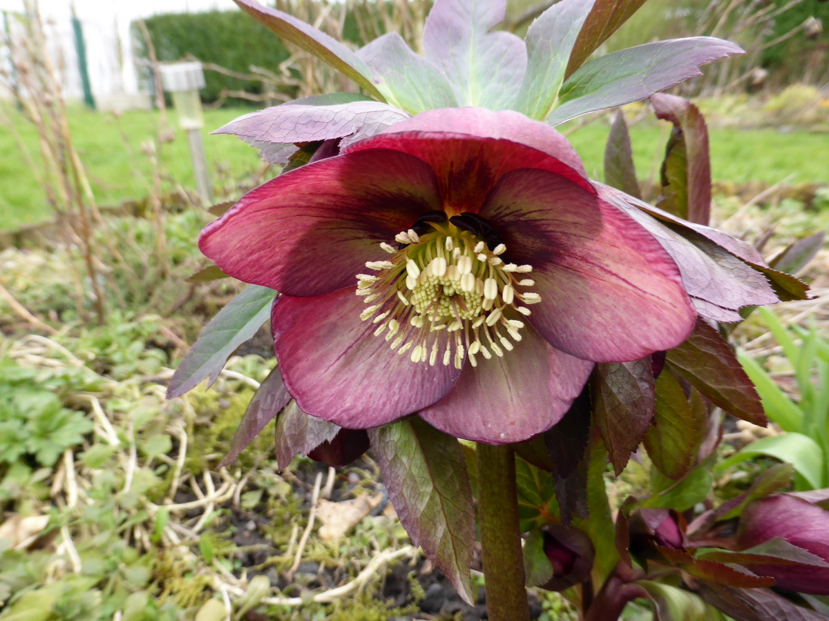 Hellebore