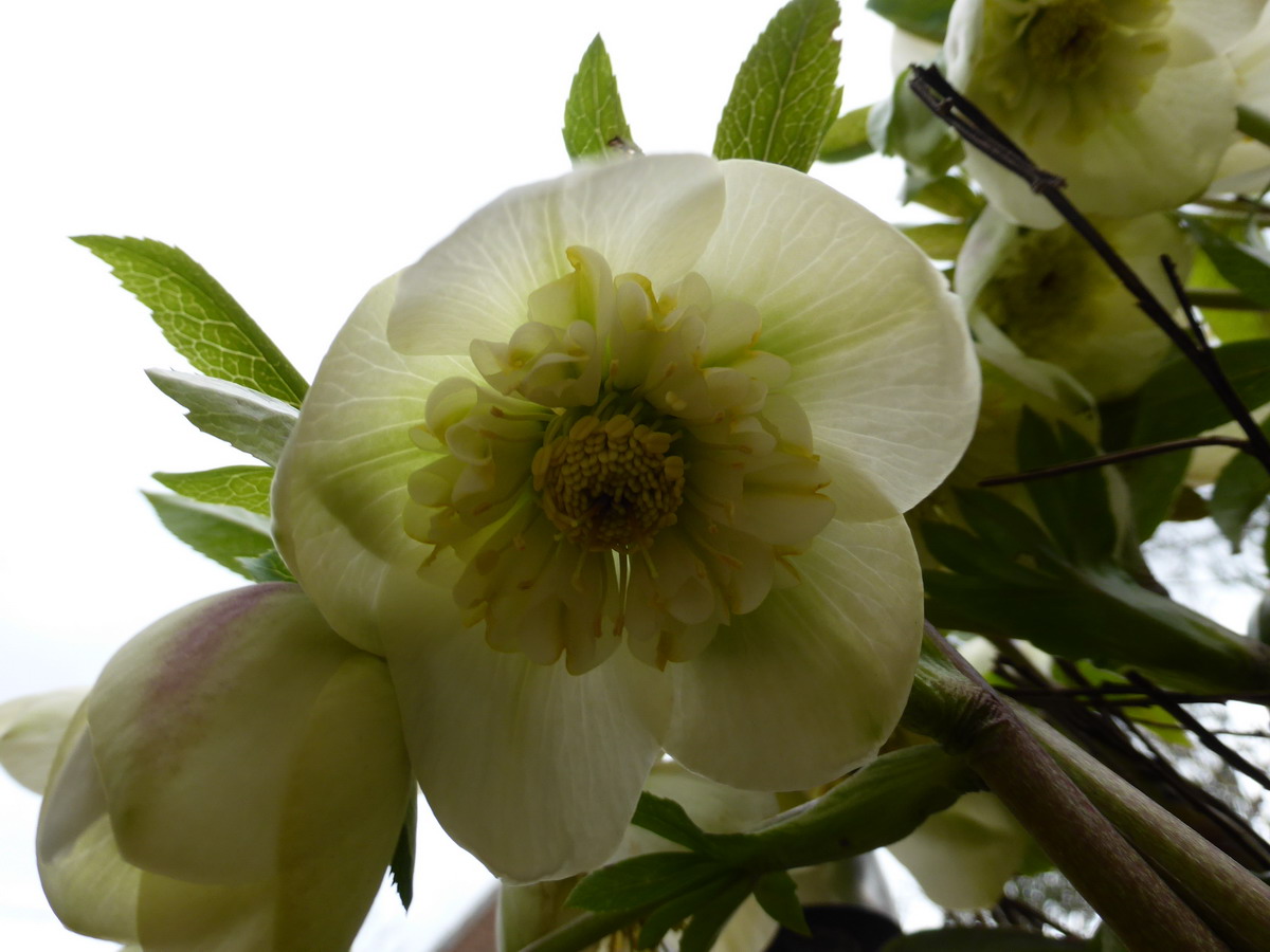 Hellebore