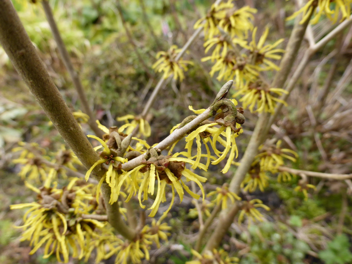 hamamelis