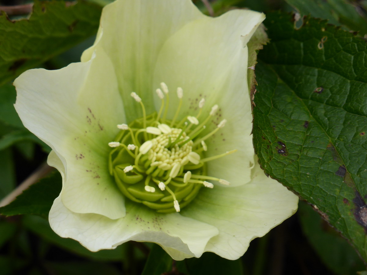 Hellebore