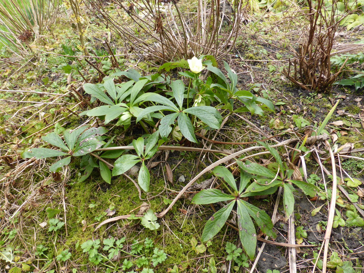 Hellebore