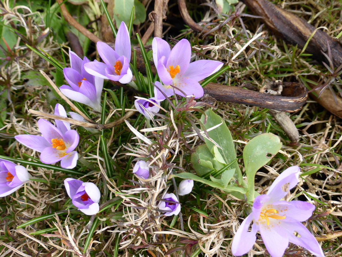 crocus