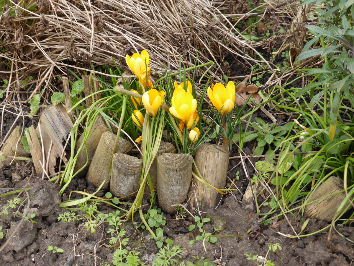 crocus