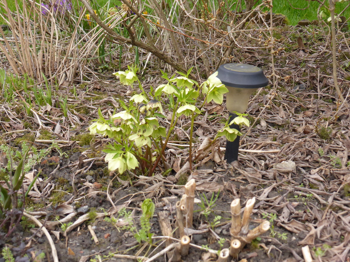 Hellebore