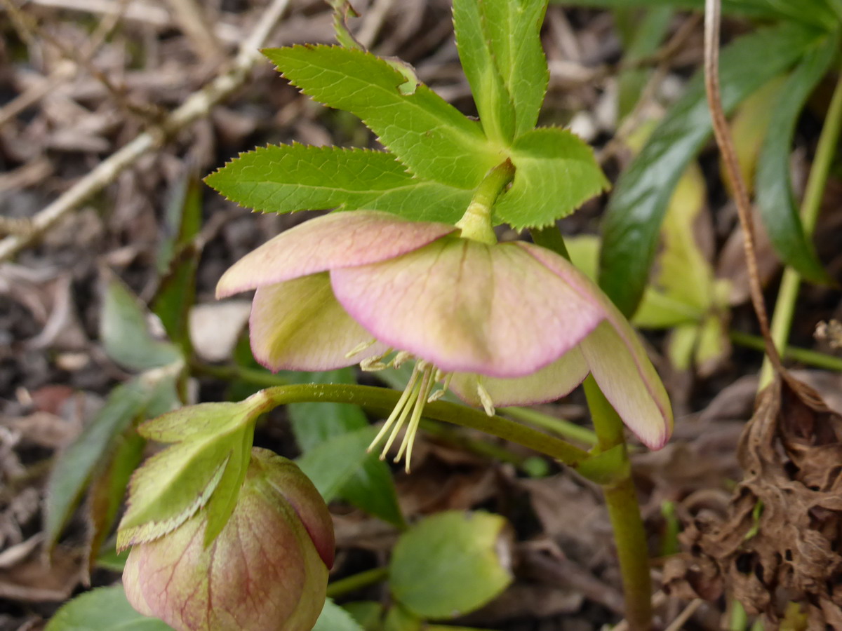 Hellebore