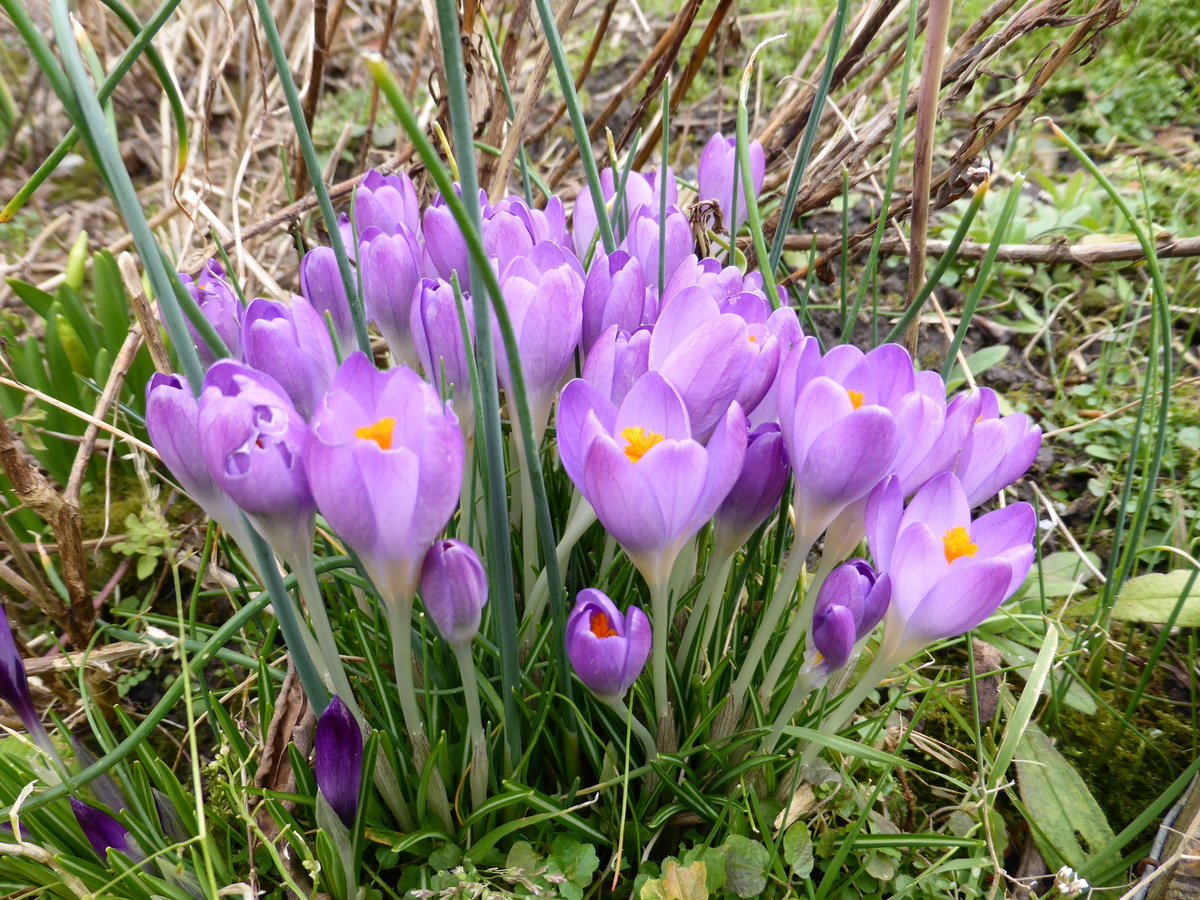 crocus