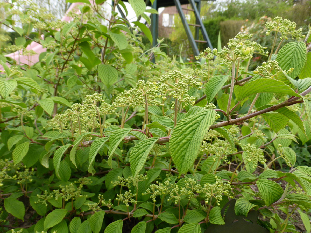 viburnum