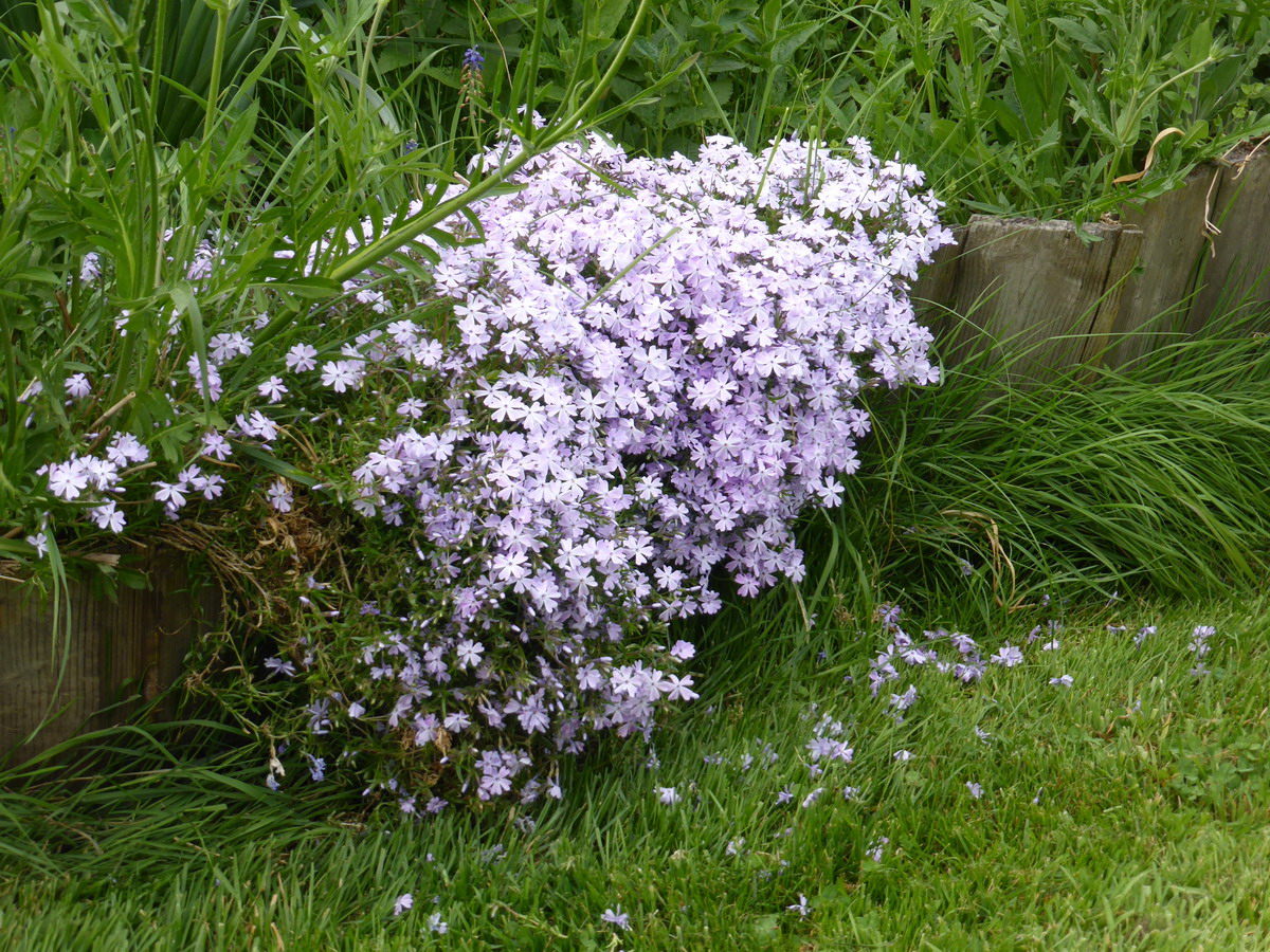 phlox