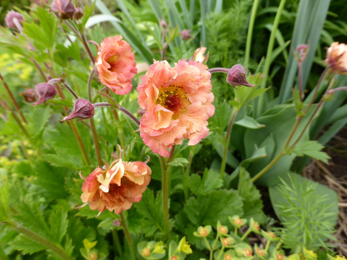 geum