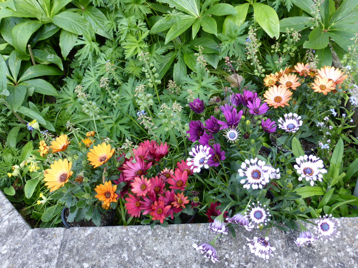 osteospermum