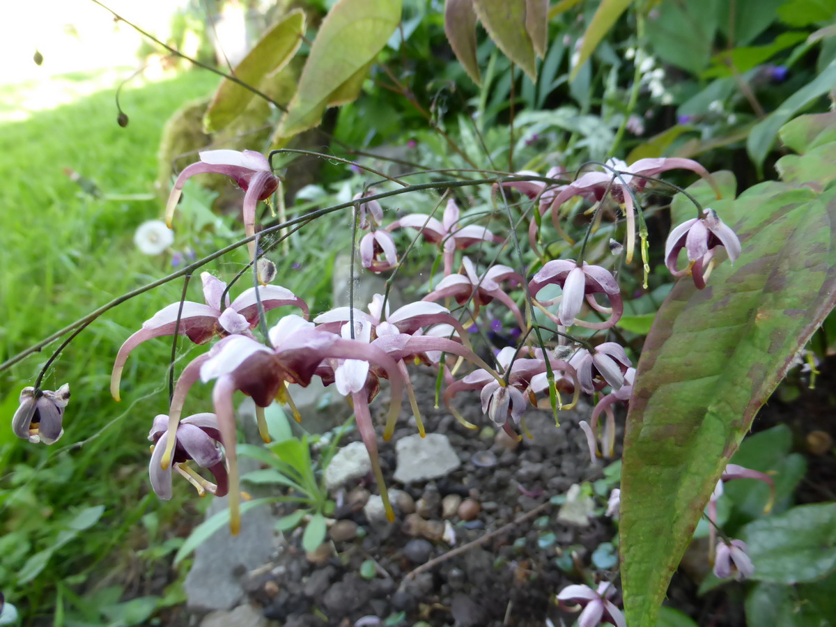 epimedium