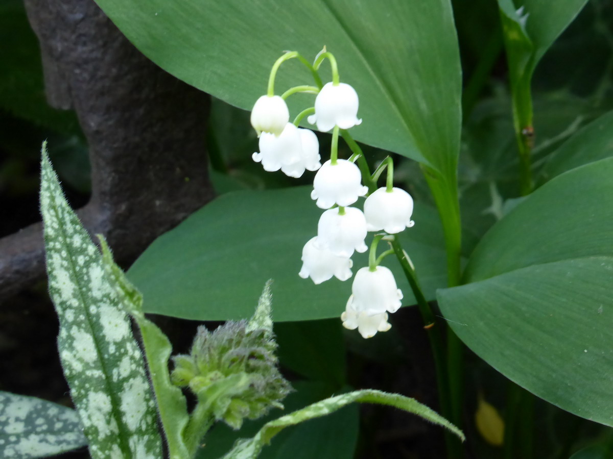 muguet