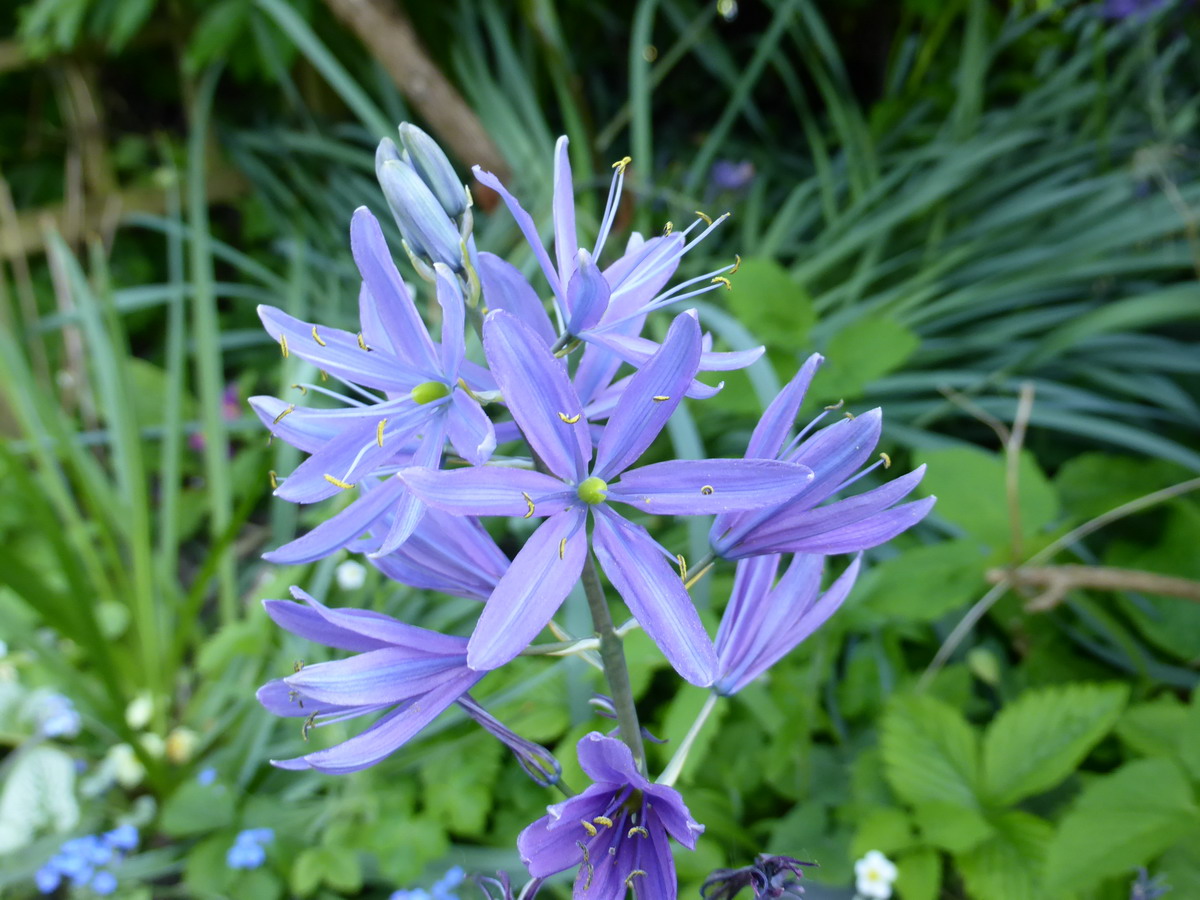 camassia