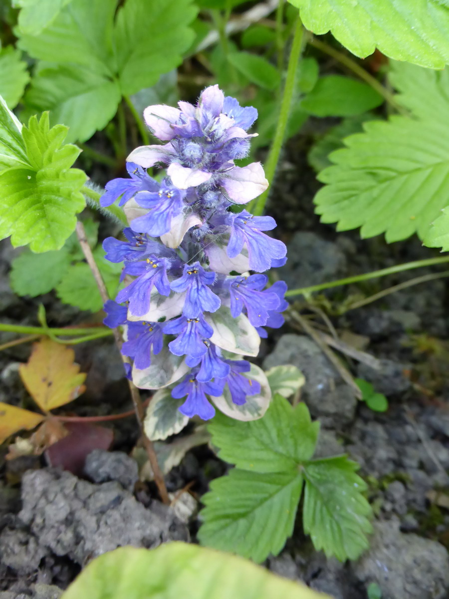 ajuga