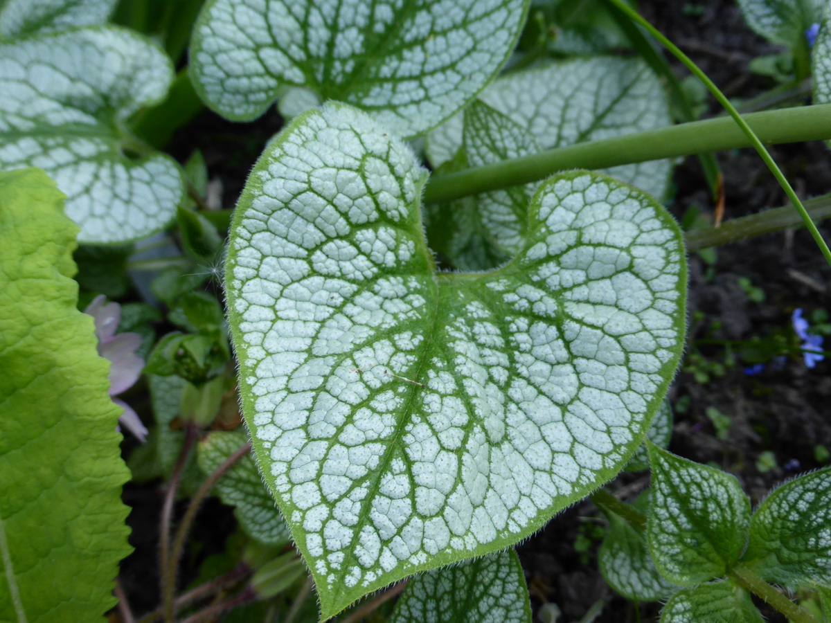 runnera macrophyla "Sea Heart"