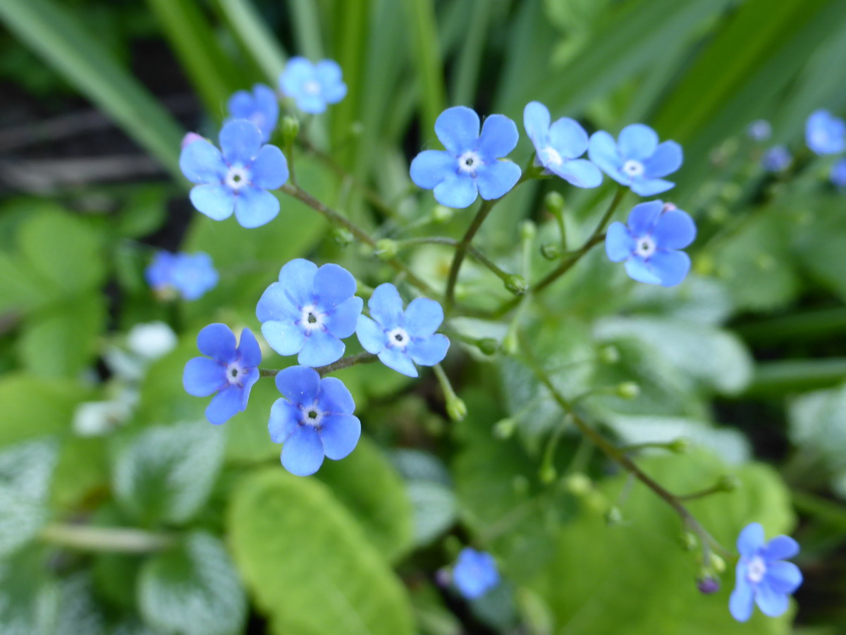 brunnera macrophyla "Sea Heart"