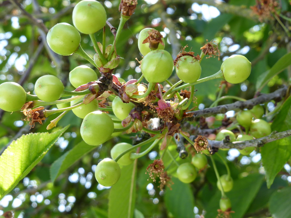 cerises