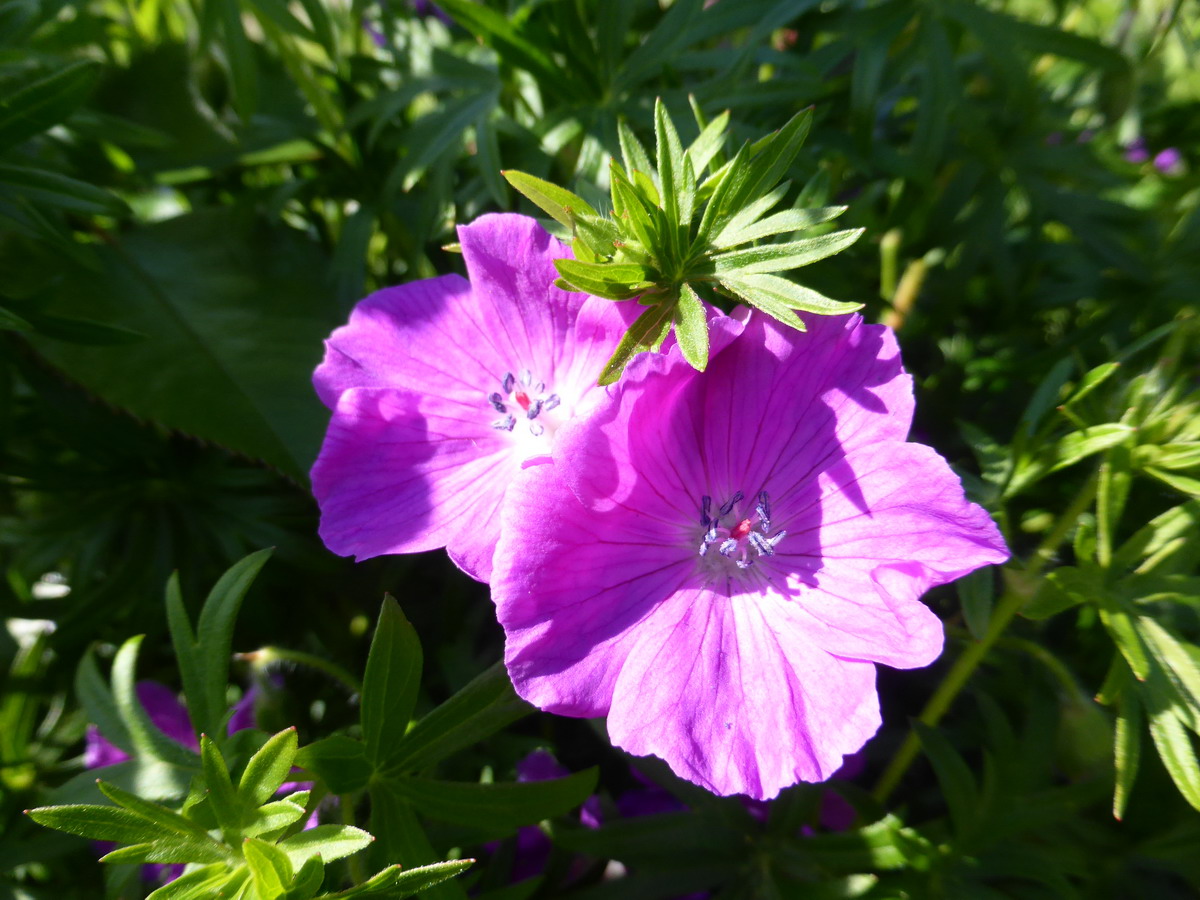 geranium