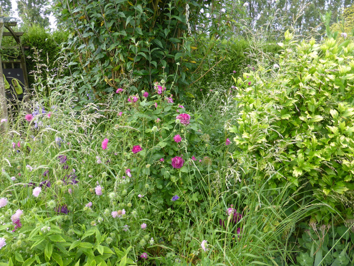 Massif aux papillons