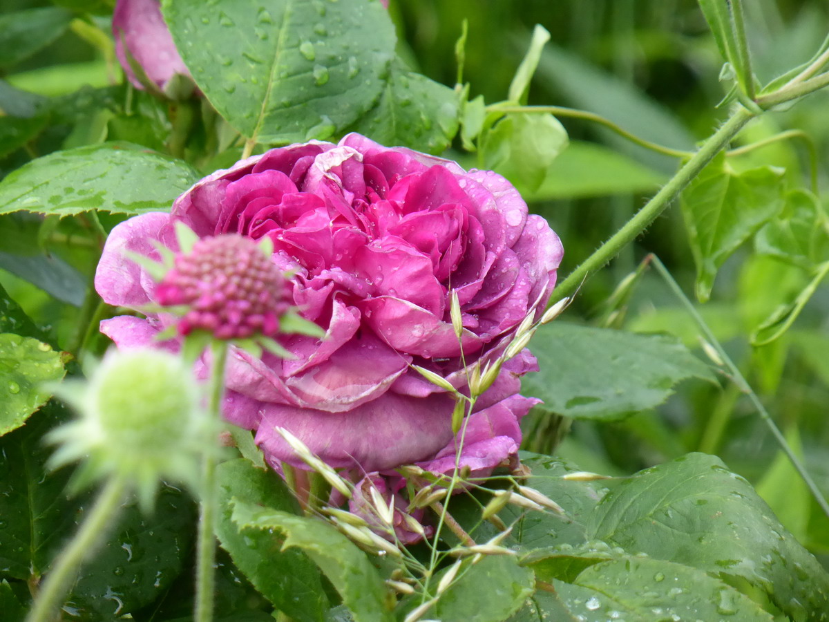 rosier reine des violettes