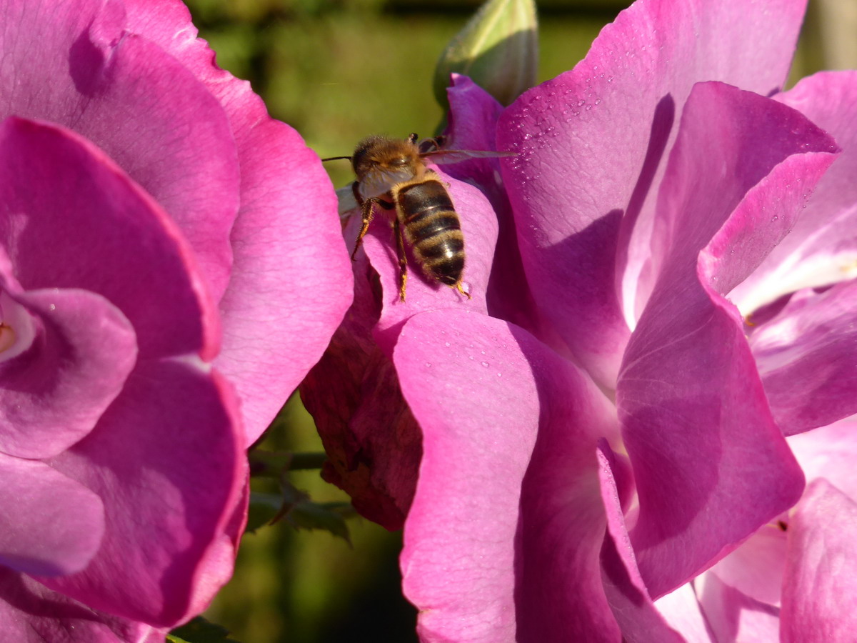 les roses