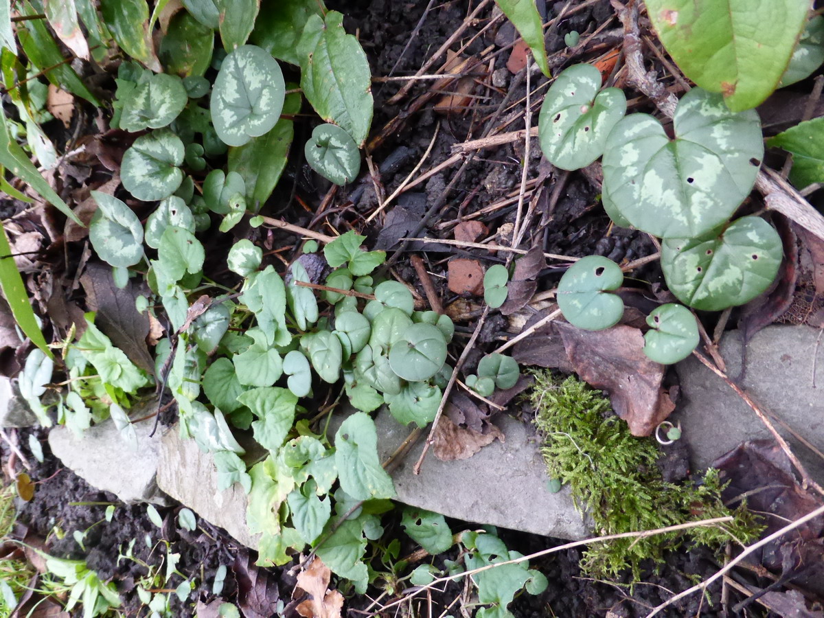 cyclamen