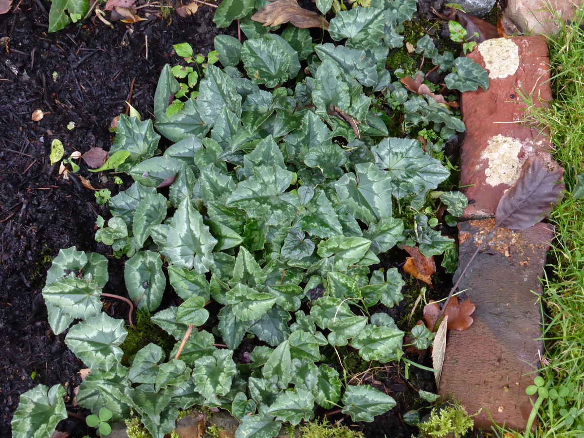 cyclamen