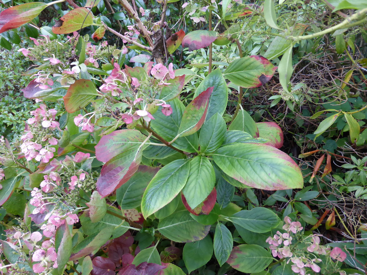 hortensia