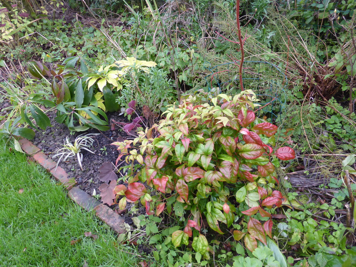 forsythia aux azalées