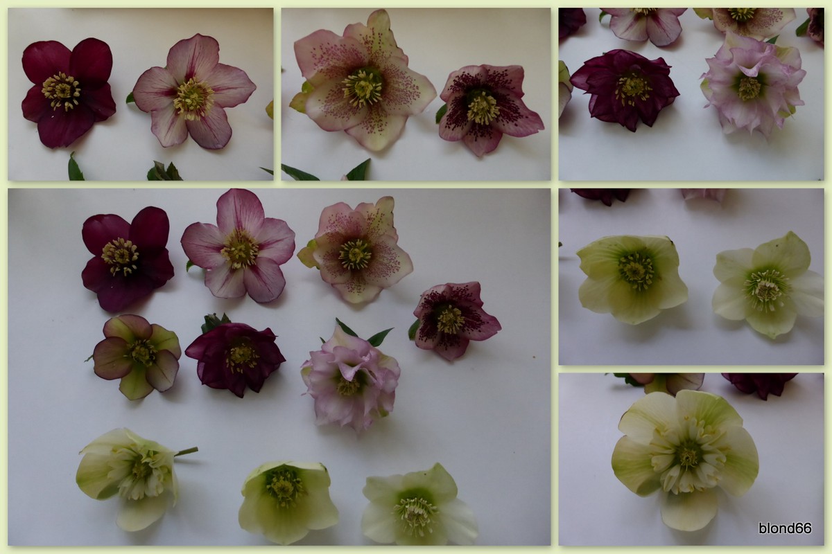 hellebore