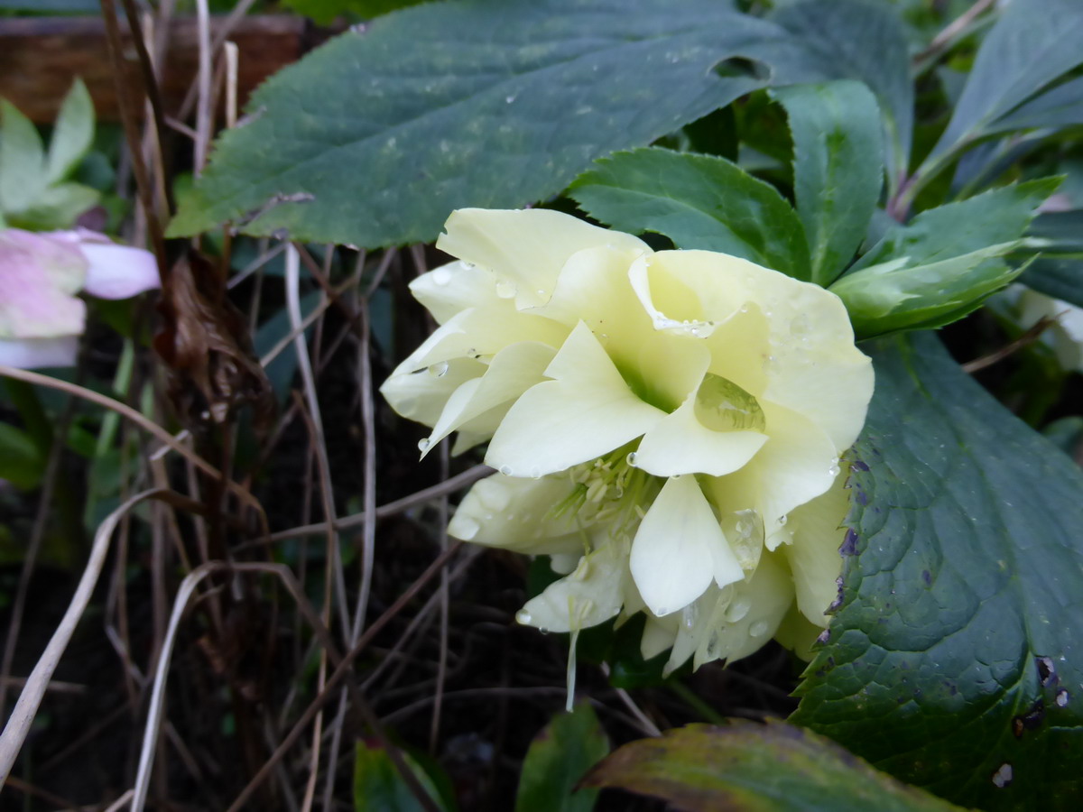 hellebore