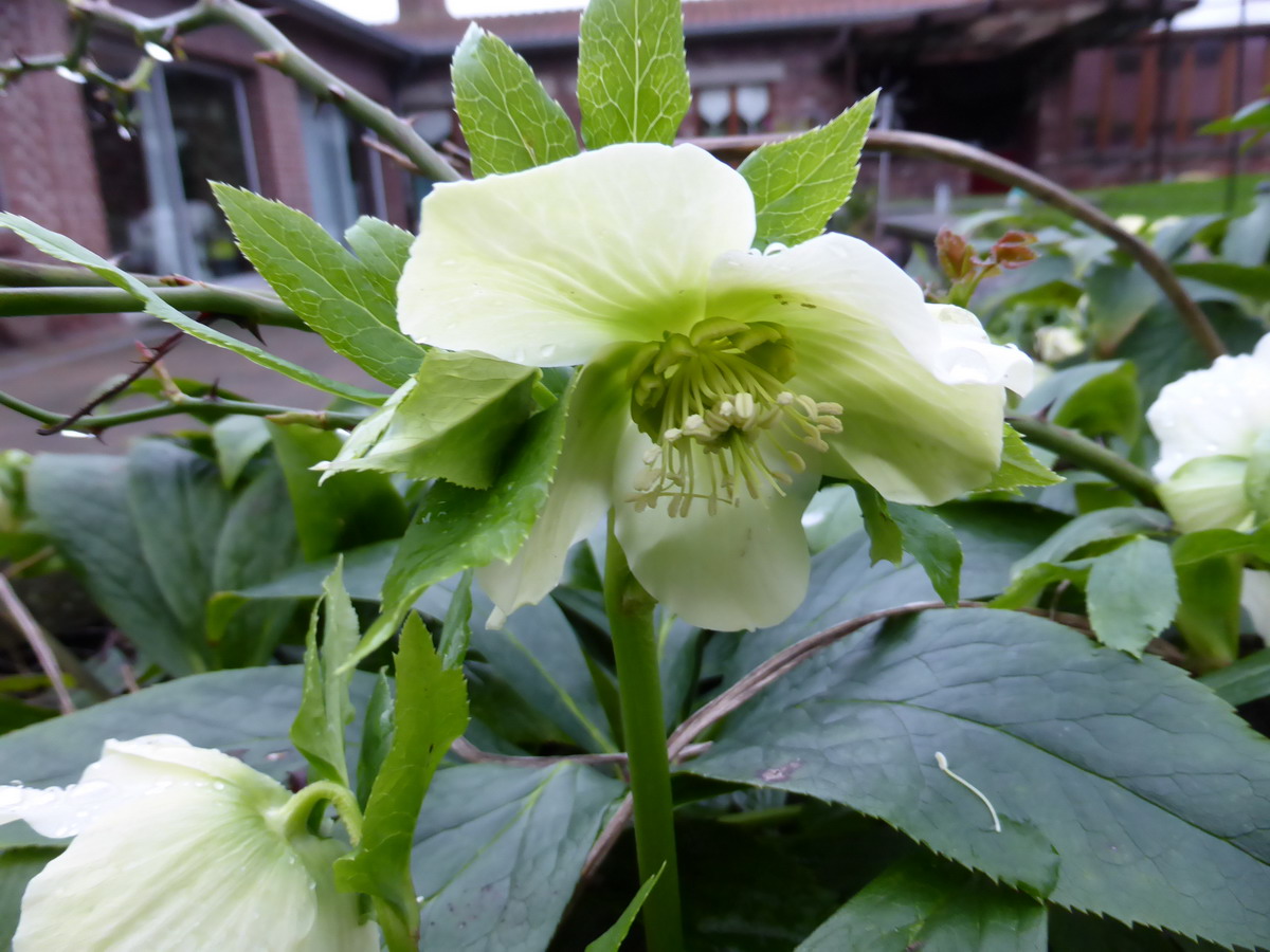 hellebore