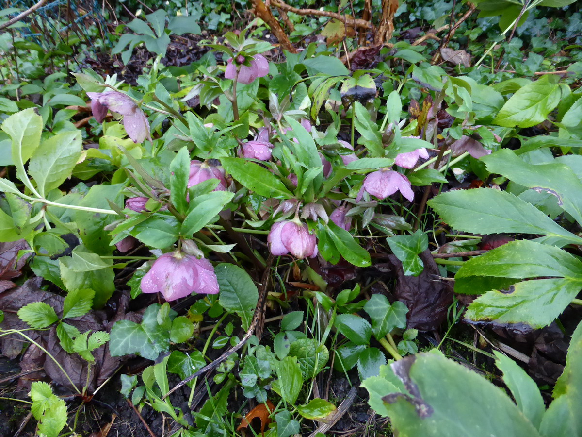 hellebore