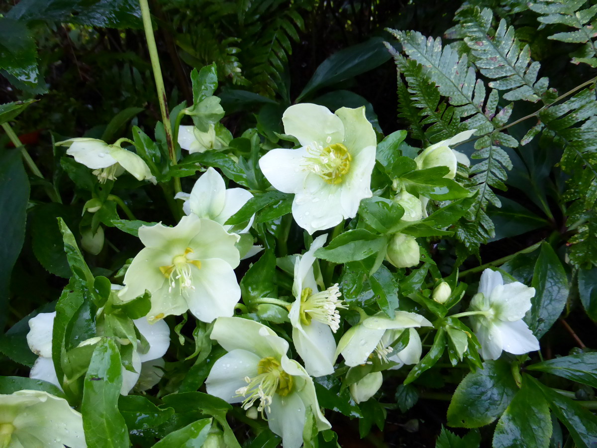 hellebore